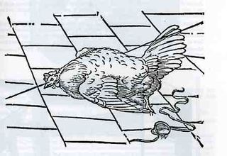 0-blog---Nov 19 kircher chicken080