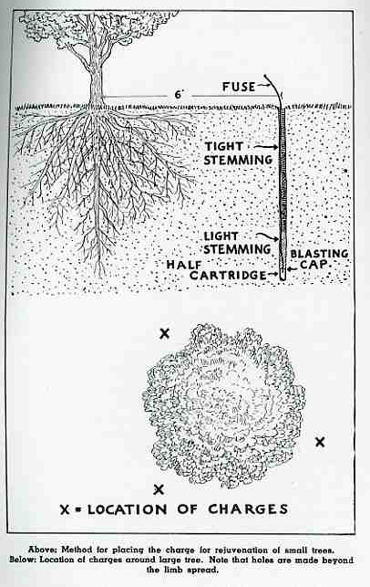 0-blog---Nov 21 dynamite088