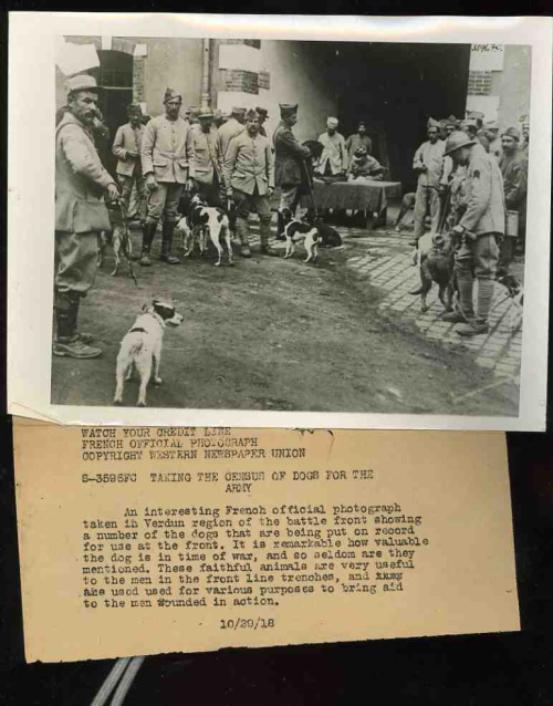 0--blog---dec 2 dog census172