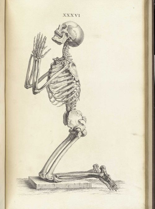 Skeleton