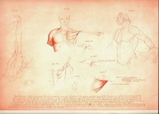 Blog==June 29--rimmer pecs