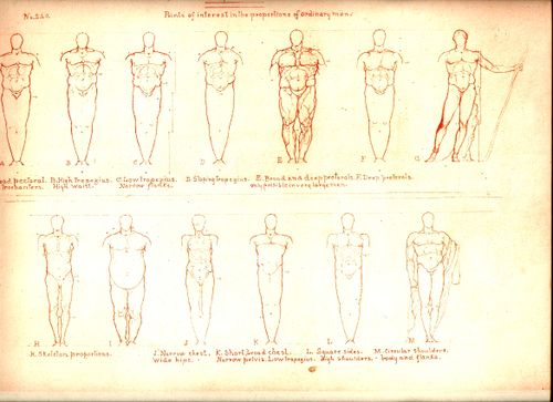 Blog==June 29--rimmer muscle