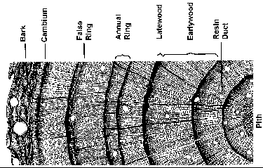 Blog--june 8--tree 2