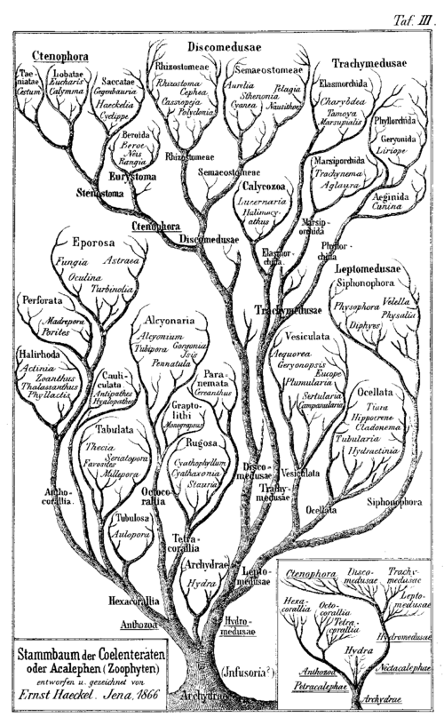 Tree-haeckel