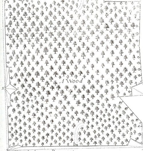 ++ blog ++ nov 14 woods