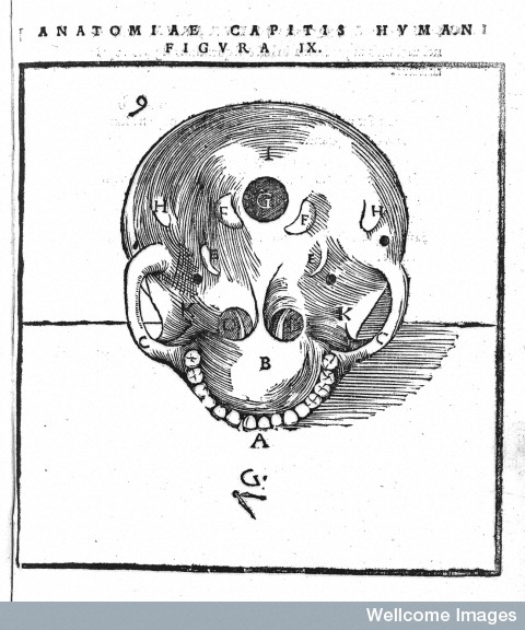 + dec 2 skull bottom