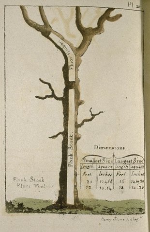 Tree--timber guillet