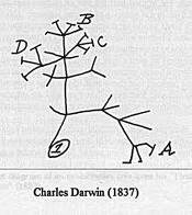 Darwin tree