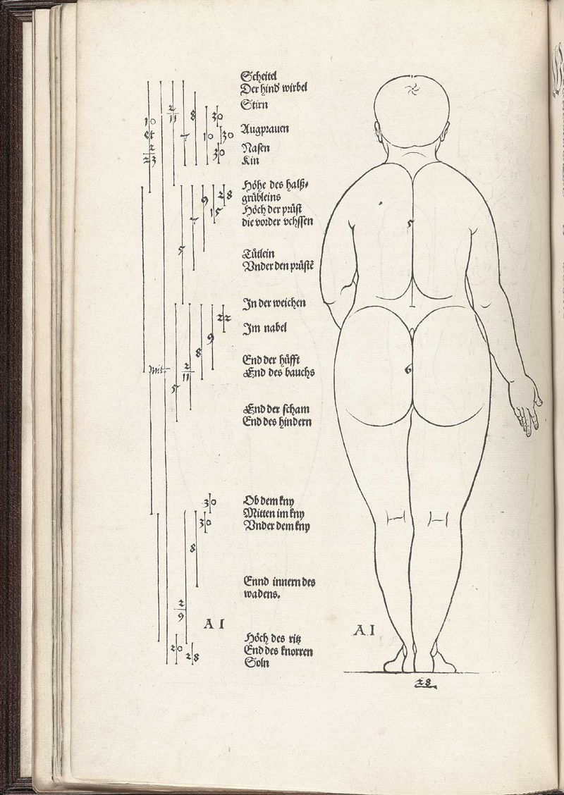 Human map durer rear woman