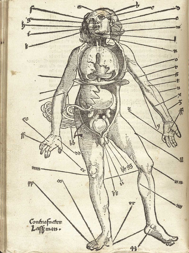 Human map gersdorff_p16v