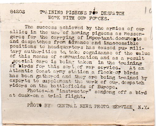 WWI--pigeoncc718 WWI--pigeoncc718