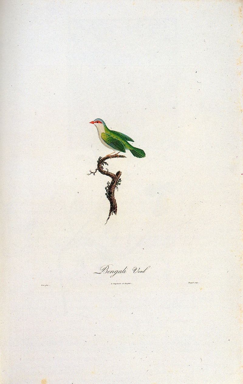 Patti--WIWFY-Cover design Bird407