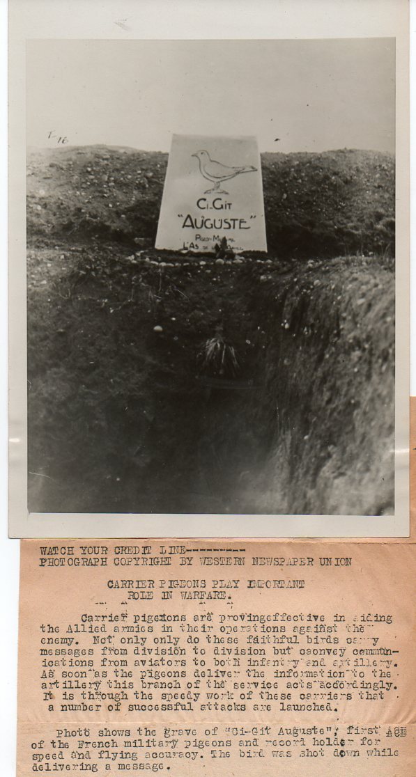 WWI--pigeon714 WWI--pigeon714