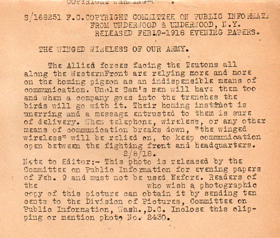 WWI--pigeonbb716 WWI--pigeonbb716