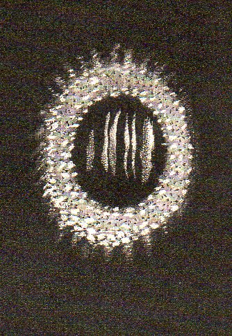 Astro mictroscope--3b931 Astro mictroscope--3b931