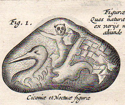 Kircher lapidibus birds451 Kircher lapidibus birds451