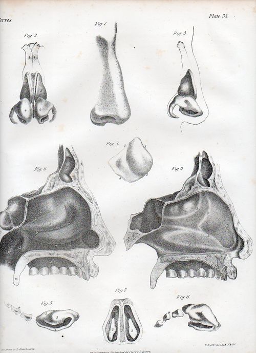 Dadaist senses nose504 Dadaist senses nose504