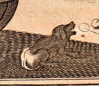 Archimedes dog 1705349