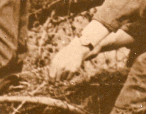 WWI photos--blowing up trees369 WWI photos--blowing up trees369