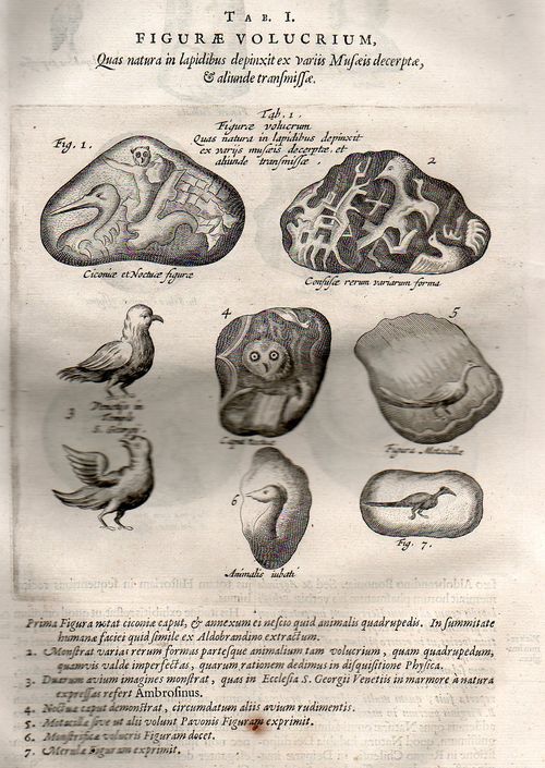 Kircher lapidibus birds449 Kircher lapidibus birds449