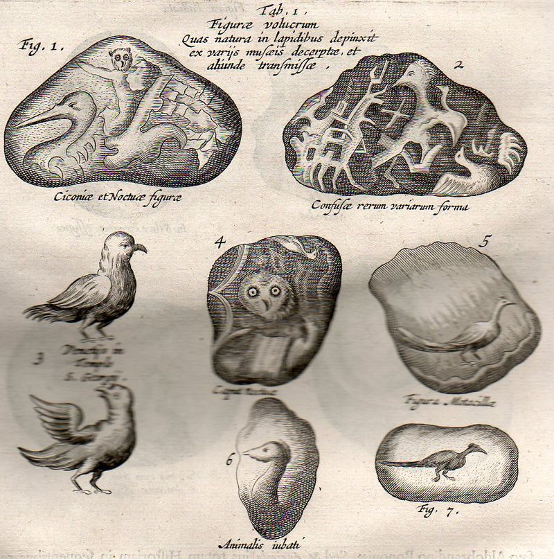 Kircher  lapidibus birds450