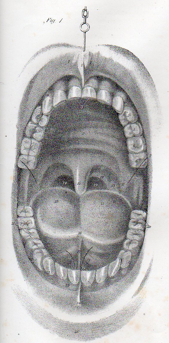 Dadaist senses mouth det503 Dadaist senses mouth det503