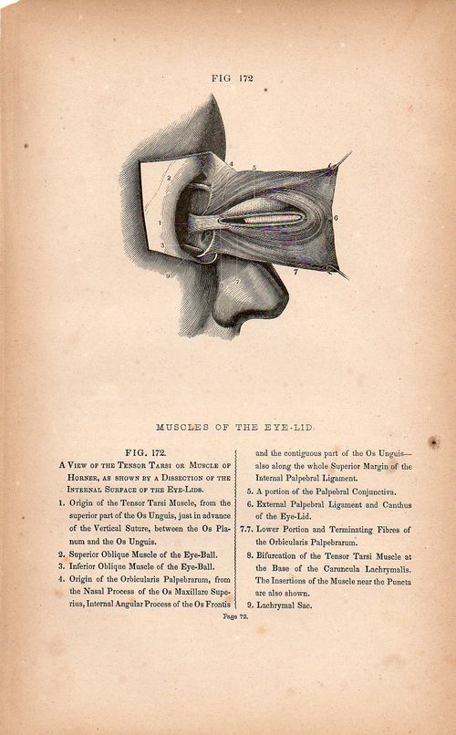 Dadaist senses eye 3508 Dadaist senses eye 3508