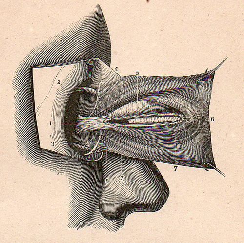 Dadaist senses eye 4509 Dadaist senses eye 4509