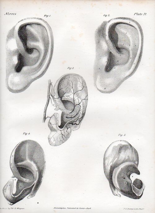 Dadaist senses ear505 Dadaist senses ear505