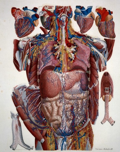 Anatomy exploded