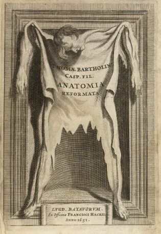 Anatomy skin bartholoiin