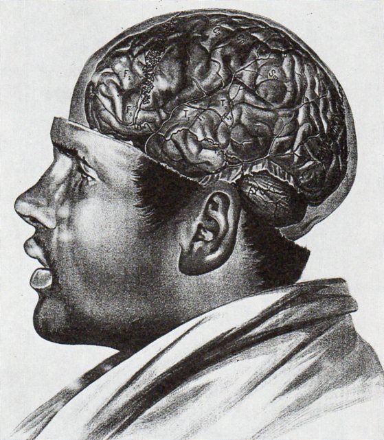 Anatomy adamkiewicz484