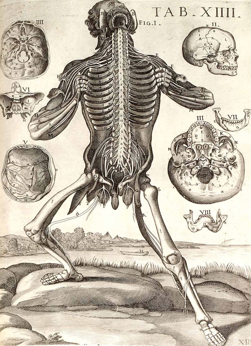 Anatomy performers