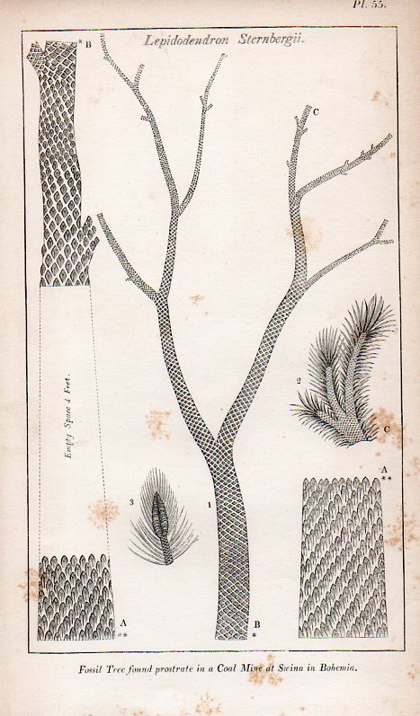 Blank trees865 Blank trees865