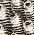 Zoomology--vermes b034