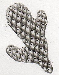 Zoomology--vermes b032