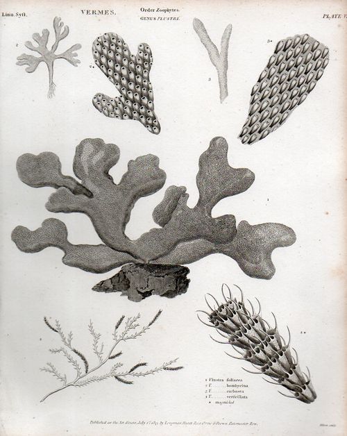 Zoomology--vermes031