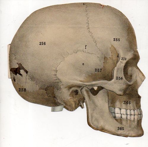 Skull492