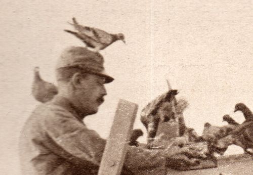 WWI  pigeon572