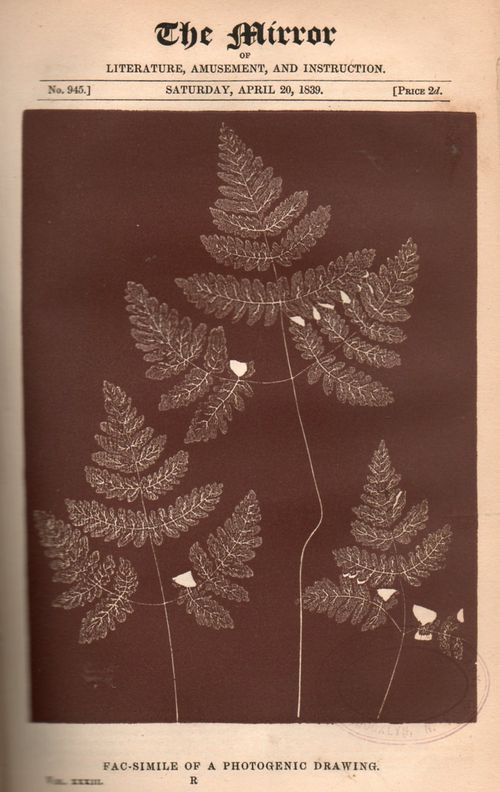 Bird photograph148 Bird photograph148