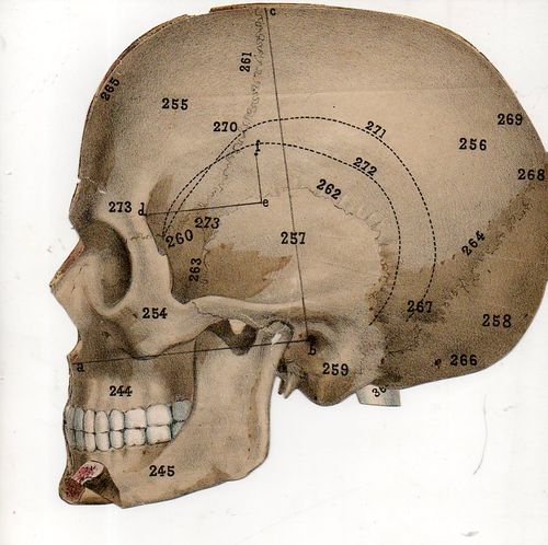 Skull497