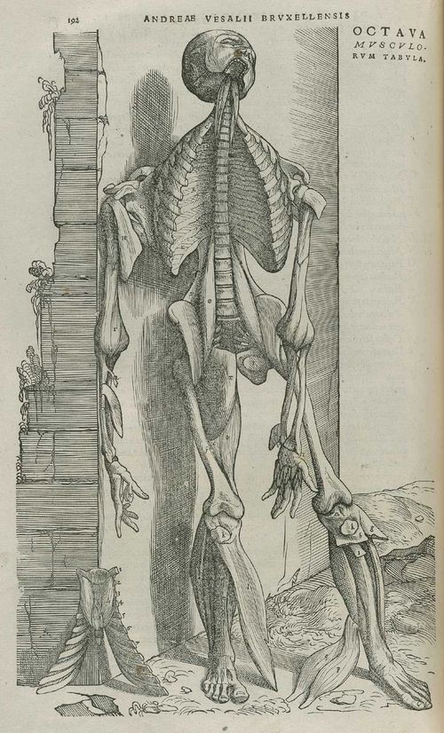 Vesalius_Pg_192