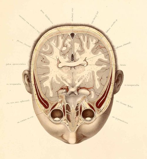 Anatomy--braun-- Anatomy--braun--