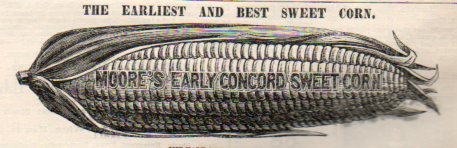 Want ads corn horizon922