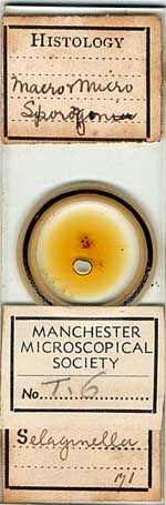 Micrscope slide circle c Micrscope slide circle c