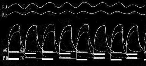 Marey paces of horse
