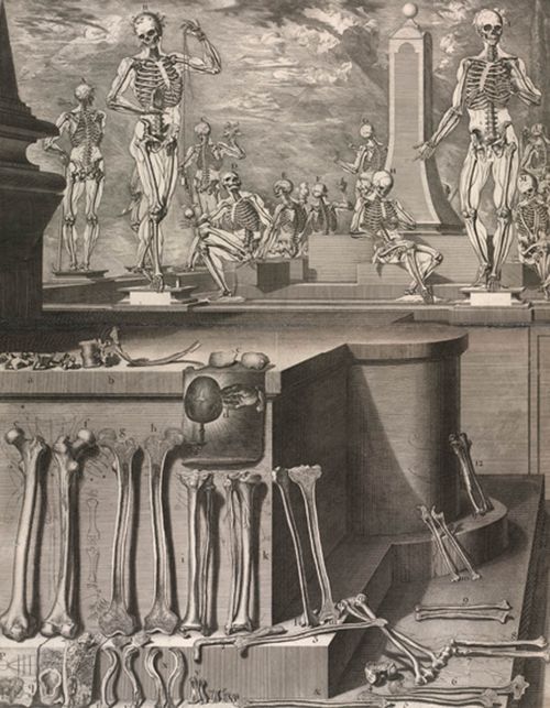 Anatomy Crisostomo_martinez-atlas Anatomy Crisostomo_martinez-atlas