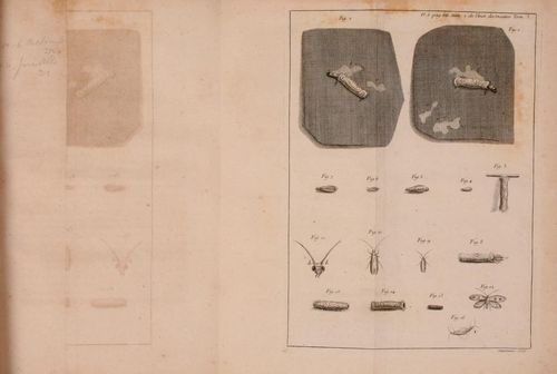 Reaumur holes Reaumur holes