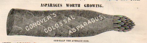 Want ads asparagus921