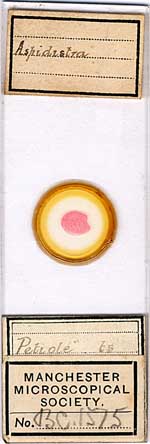 Microscope slide circle Microscope slide circle